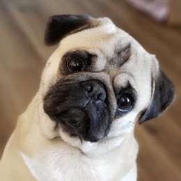 Percy - Pug