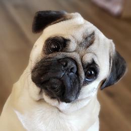 Percy - Pug