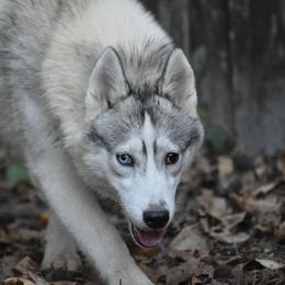 Feather - Gray and white Siberian Husky puppy in Dunnellon, Florida from Clover's Legacy Siberians