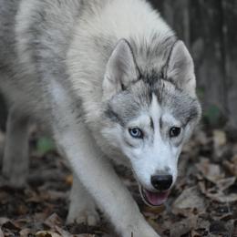 Feather - Gray and white Siberian Husky puppy in Dunnellon, Florida from Clover's Legacy Siberians