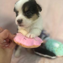 Pancake - White and red female Pembroke Welsh Corgi puppy in Saint George, South Carolina from Carolina cotton candy corgis