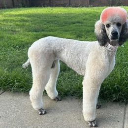 Journey - Poodle