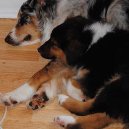 Australian Shepherd Puppies from Platinum Edition