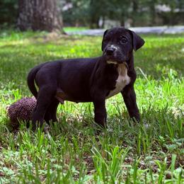 Bourbon - Blue and white male Great Dane puppy in Montgomery, Texas from KD Sweet Southern Danes