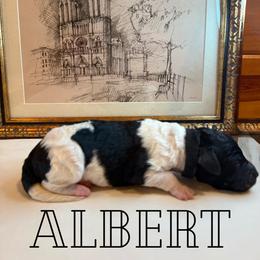 Albert - Black and white male Bernedoodle puppy in Julian, Pennsylvania from Happy Valley Doodles