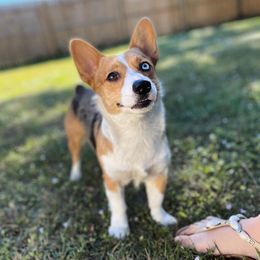 American Corgi All Grown Up from Constellation Corgi