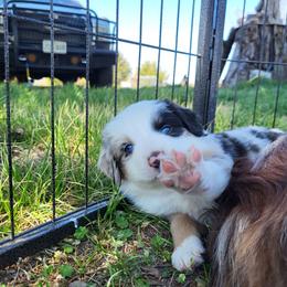 Samson - Blue merle male Miniature Australian Shepherd puppy in Willard, Missouri from Stoney Brook Aussies