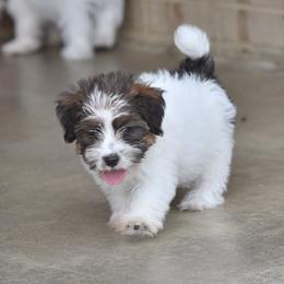 Enola Girl 1 - White and tan female Russell Terrier puppy in Middletown, Virginia from DBF Russell Terriers
