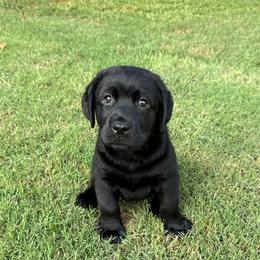 Black female u - Black female Labrador Retriever puppy in Edgefield, South Carolina from Backwoods Pond Labradors LLC