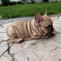 Fred from OFA'd Parents - Fawn male French Bulldog puppy in Billings, Montana from Yellowstone Frenchies