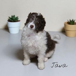 Java - Brown and white female Aussiedoodle puppy in Lebanon, Oregon from Abbott Family Farm