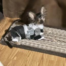 Chihuahua and Chinese Crested Puppies from Western Kentucky Chihuahua’s and Chinese Crested’s
