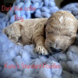 Poodle Puppies from Katie’s Standard Poodles