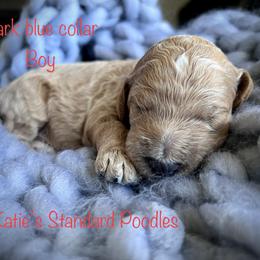 Poodle Puppies from Katie’s Standard Poodles