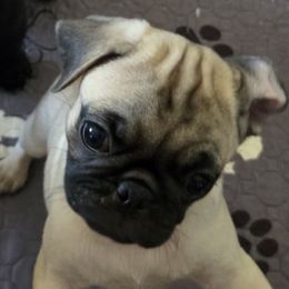 Coco - Fawn female Pug puppy in Madera, California from Hills Pugs