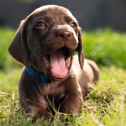 Blue - Chocolate male Dachshund puppy in Bakersfield, California from LongDogs Bakersfield