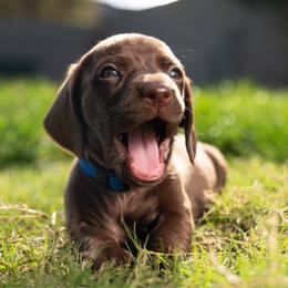 Blue - Chocolate male Dachshund puppy in Bakersfield, California from LongDogs Bakersfield