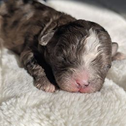 BENTLEY - Brindle and white male Shihpoo puppy in Rural Retreat, Virginia from Kopydlowski's Shihpoo and Shichon pups