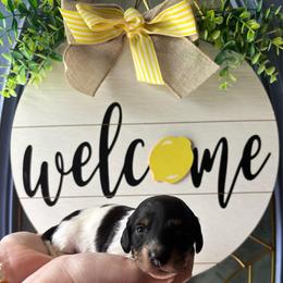 Iris - Piebald female Dachshund puppy in Jacksonville, North Carolina from Lizzie’s Doxies