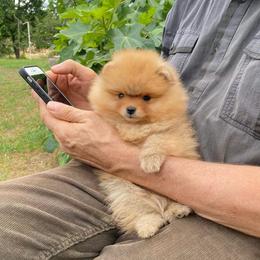 Jack - Orange sable male Pomeranian puppy in Citrus Heights, California from Yev and Marina's Pomeranians (AKC)