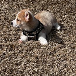 Pembroke Welsh Corgi Puppies from Linda Delarios