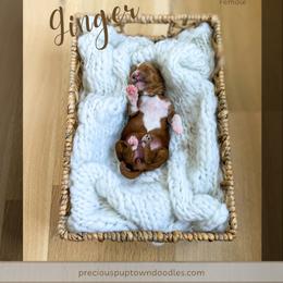 Ginger - Red  female Goldendoodle puppy in Bell Buckle, Tennessee from Precious Puptown Doodles