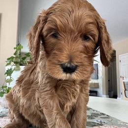 JoanJett - Chocolate female Goldendoodle puppy in Gilbert, Arizona from DogHouse Doodles