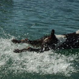 German Shorthaired Pointer All Grown Up from Shining Star GSP's