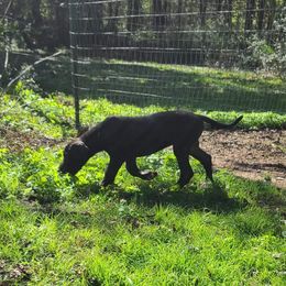 Great Dane Puppies from Trisha Self's Great Danes