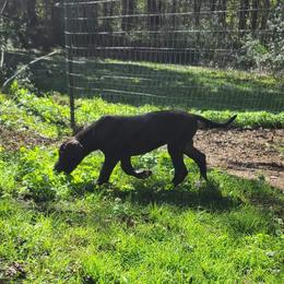 Great Dane Puppies from Trisha Self's Great Danes