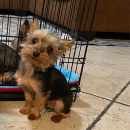 Rico - Black and tan male Yorkshire Terrier puppy in Madera Acres, California from Sol yorkies