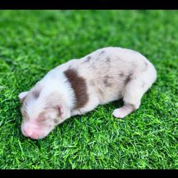 Walker - Red merle male Miniature Australian Shepherd puppy in Nacogdoches County, Texas from Penn Creek Aussies