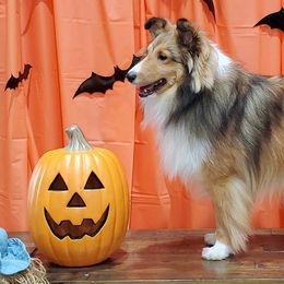 Shetland Sheepdogs from La Playa Shelties
