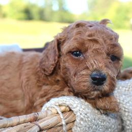 Antonia- AKC Female Mini Poodle- Stokesdale, NC - Apricot female Poodle puppy in Stokesdale, North Carolina from His and Hers Poodles and Doodles