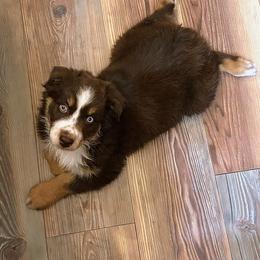 Tango - Red tri-color male Australian Shepherd puppy in Marshall, Texas from Flying S Aussies