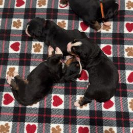 Red Collar Female - Black rust and white female Bernese Mountain Dog puppy in Collinsville, Texas from Berner Dynasty
