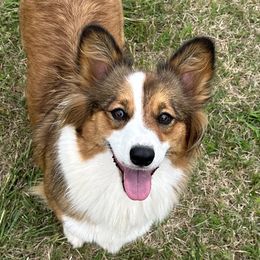 Brystol - Pembroke Welsh Corgi