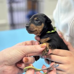 Boy 2 - Manchester Terrier puppy from Tango Kennels