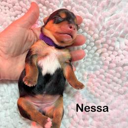 Nessa - Black and tan female Yorkshire Terrier puppy in Ashland, Kentucky from Yorkie Paw
