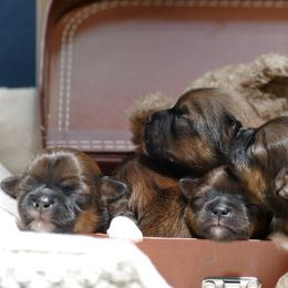Lhasa Apso Puppies from Chic Choix Champion Lhasa Apsos