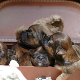 Lhasa Apso Puppies from Chic Choix Champion Lhasa Apsos