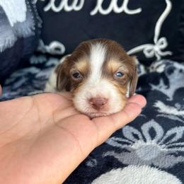 Autumn - Piebald female Dachshund puppy in Lincoln, California from Hidden Oaks Dachshunds