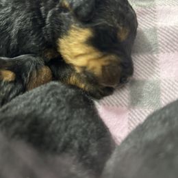 Airedale Terrier and Shiba Inu Puppies from Yoder’s Airedale Terriers