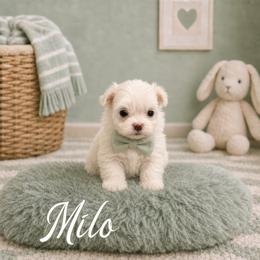 Milo - White male Maltese puppy in Bowling Green, Kentucky from Denise Clark