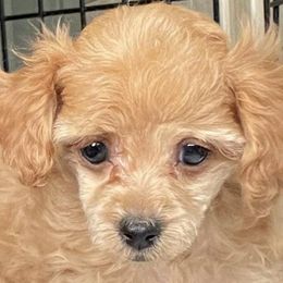 Biewer Terriers, Maltese, Maltipoos, Morkies, Poodles, and Yorkshire Terriers from The Puppy Palace