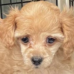 Biewer Terriers, Maltese, Maltipoos, Morkies, Poodles, and Yorkshire Terriers from The Puppy Palace