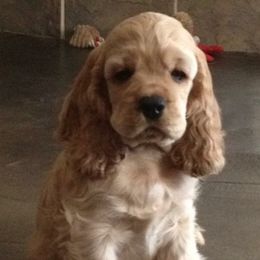 Cocker Spaniels from Timeless Cockers