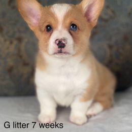 Grey collar Male red merle - Red merle and white male American Corgi puppy in Coleta, Illinois from Four Leaf Farm- Vom Vierblättriges Bauernhof