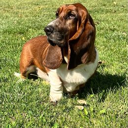 Zoey - Basset Hound