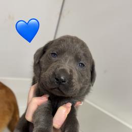 CHARCOAL MALE (dark blue) - Black male Labrador Retriever puppy in Summit, South Carolina from Southern Pine Labradors